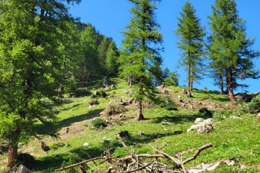 Bildbeschreibung