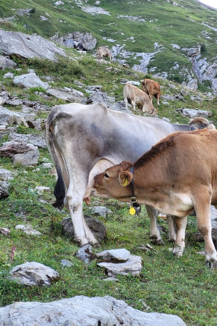 Bildbeschreibung